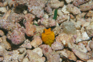 イエロージョーフィッシュ