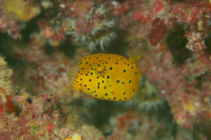 ミナミハコフグ幼魚