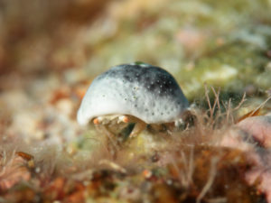 ユキンコボウシガニ