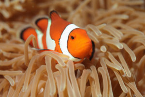 カクレクマノミ