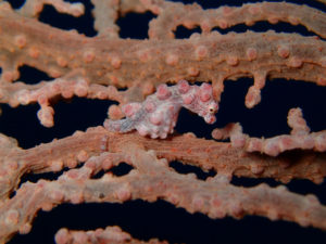 ピグミーシーホース