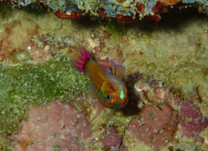 沖縄　ダイビング　砂辺