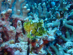 沖縄　ダイビング　慶良間　ＦＵＮダイビング　ＡＯＷ講習