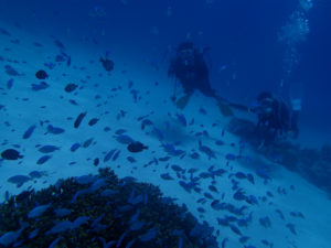 沖縄　ダイビング　慶良間　ＦＵＮダイビング　ＡＯＷ講習