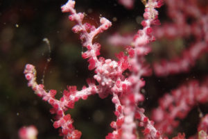 沖縄　ダイビング　ピグミーシーホース