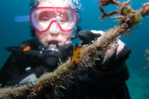 沖縄　ダイビング　ピカチュー