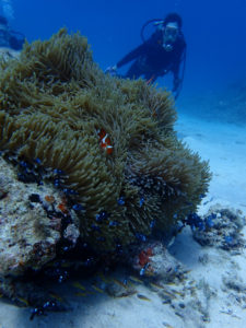 沖縄　ダイビング　万座　FUNダイビング