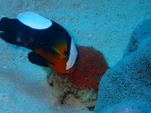 沖縄　ダイビング　万座　FUNダイビング