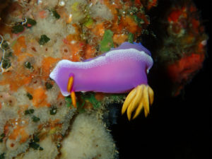 沖縄　ダイビング　万座　FUNダイビング