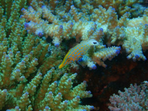 沖縄　ダイビング　万座　FUNダイビング