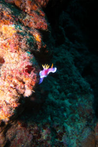 沖縄　ダイビング　万座