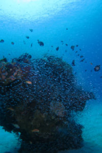 沖縄　体験ダイビング　スカシテンジツダイ