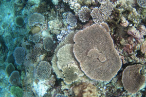 沖縄　ダイビング　サンゴ