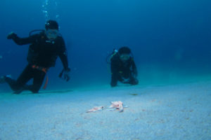 沖縄　ダイビング　ウミテング