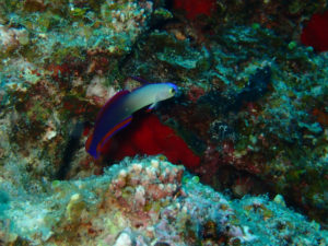 沖縄　ダイビング　万座