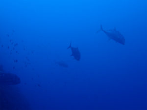 沖縄　ダイビング　万座　体験ダイビング　ＦＵＮダイビング