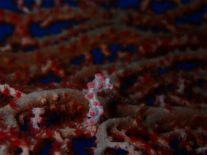 沖縄　ダイビング　万座　体験ダイビング　ＦＵＮダイビング