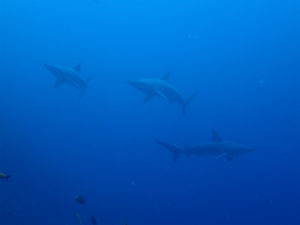 沖縄　ダイビング　万座　体験ダイビング　ＦＵＮダイビング