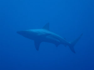 沖縄　ダイビング　万座　体験ダイビング　ＦＵＮダイビング