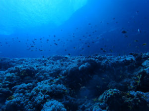 沖縄　ダイビング　慶良間　体験ダイビング　ＦＵＮダイビング