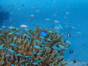 沖縄　慶良間　沖縄ダイビング　ナンヨウハギ　