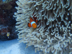 沖縄　慶良間　沖縄ダイビング　カクレクマノミ