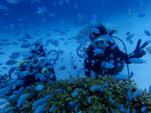 沖縄　ダイビング　慶良間　体験ダイビング