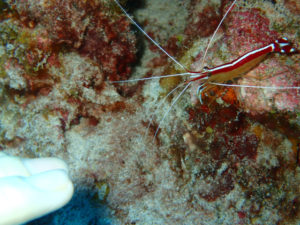 沖縄　ダイビング　慶良間　体験ダイビング