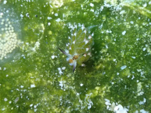 沖縄　ダイビング　慶良間　体験ダイビング