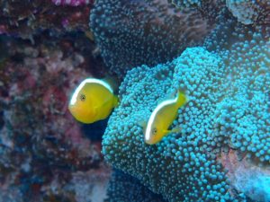 沖縄　ダイビング　チービシ