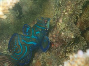 沖縄　ダイビング　ニシキテグリ