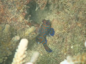 沖縄　ダイビング　ニシキテグリ