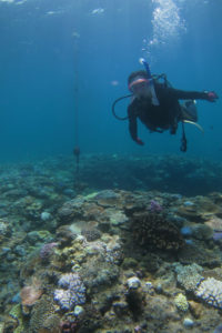 沖縄　ダイビング　サンゴ