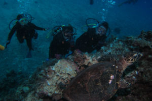沖縄　体験ダイビング　タイマイ