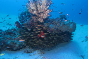 沖縄　ダイビング　慶良間　体験ダイビング　FUNダイビング