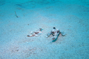 沖縄　ダイビング　慶良間　体験ダイビング　FUNダイビング