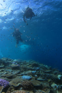 沖縄　ダイビング　万座のサンゴ礁
