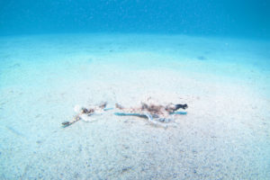 沖縄　慶良間　FUNダイビング　体験ダイビング　ダイビング