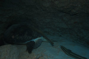 沖縄　ダイビング　万座　FUNダイビング