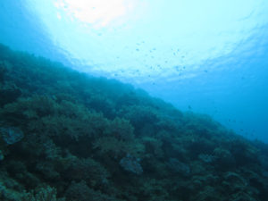 沖縄　ダイビング　嘉手納