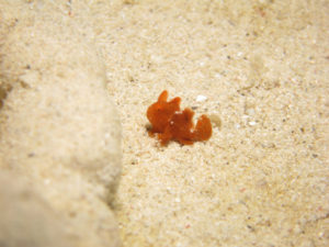 沖縄　ダイビング　ちびカエルアンコウ