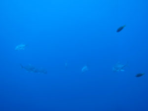 沖縄　ダイビング　ロウニンアジ