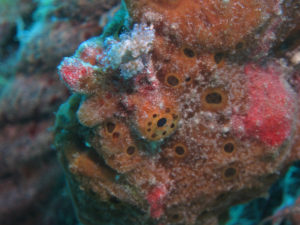 沖縄　ダイビング　オオモンカエルアンコウ