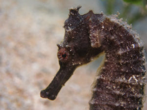 沖縄　ダイビング　オオウミウマ