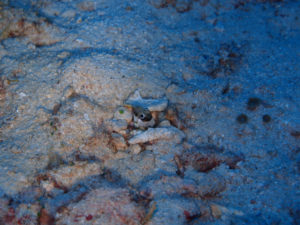 沖縄　ダイビング　青の洞窟