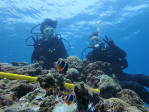 沖縄　ダイビング　慶良間　体験ダイビング　ウミガメ