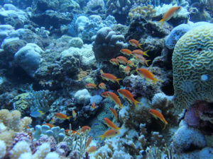 沖縄　ダイビング　慶良間　体験ダイビング　ウミガメ