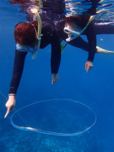 沖縄　ダイビング　慶良間　体験ダイビング　ウミガメ