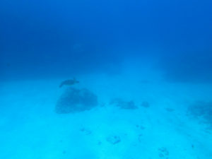 沖縄　ダイビング　慶良間　体験ダイビング　ウミガメ