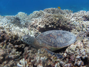 沖縄　慶良間　体験ダイビング